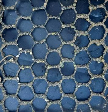 PET网片2个月实际照片