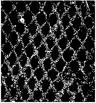 聚乙烯网片2个月二值化图片