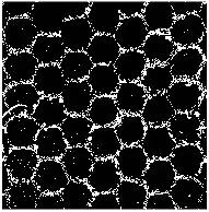 PET网片2个月二值化图片