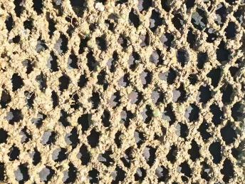 聚乙烯网片3个月实际照片