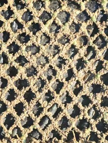 超高分子量聚乙烯网片3个月实际照片